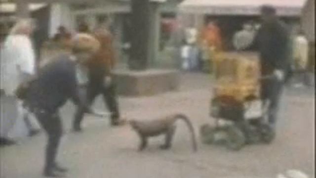 Very Funny Gifs Part 10 смотреть онлайн