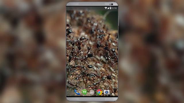 Ants Live Wallpaper смотреть онлайн