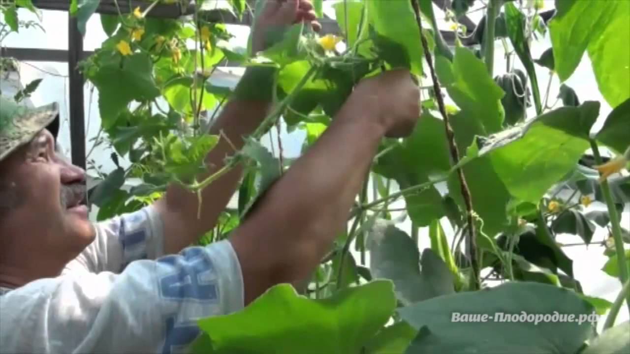 Омоложение кустов огурцов смотреть онлайн