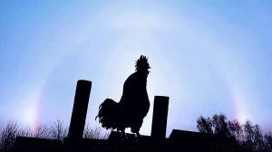 Солнечное Гало, кот да петух, Sun Halo,  Pavlovskiy Rooster  and Siberian cats