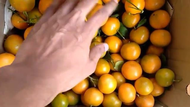 K V Abraham Pottamkulam Organic Farm @ Peermade, Idukki смотреть онлайн