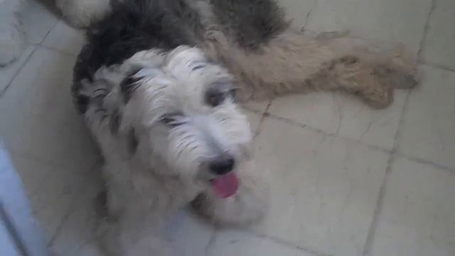 rudolf y maya смотреть онлайн