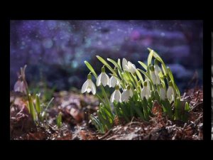 Сказка про подснежник