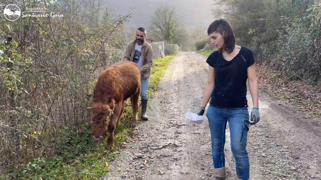 Stefano conoce a Savi смотреть онлайн