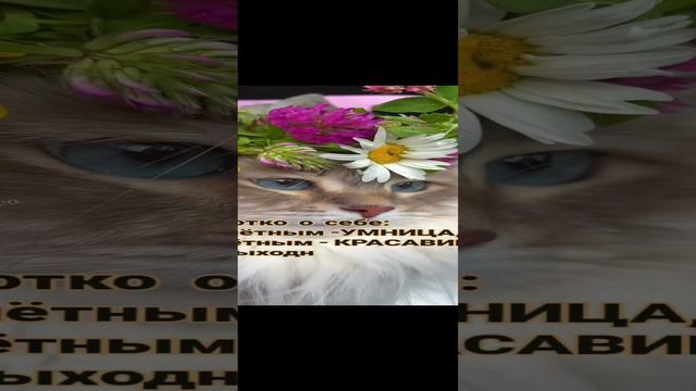 #Я Богиня🤣😍🤩 смотреть онлайн