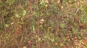 КОНЕЦ ОКТЯБРЯ БЕЛЫЕ ГРИБЫ, РЫЖИКИ, МАСЛЯТА! БАБУШКУ ВЗЯЛ С СОБОЙ!