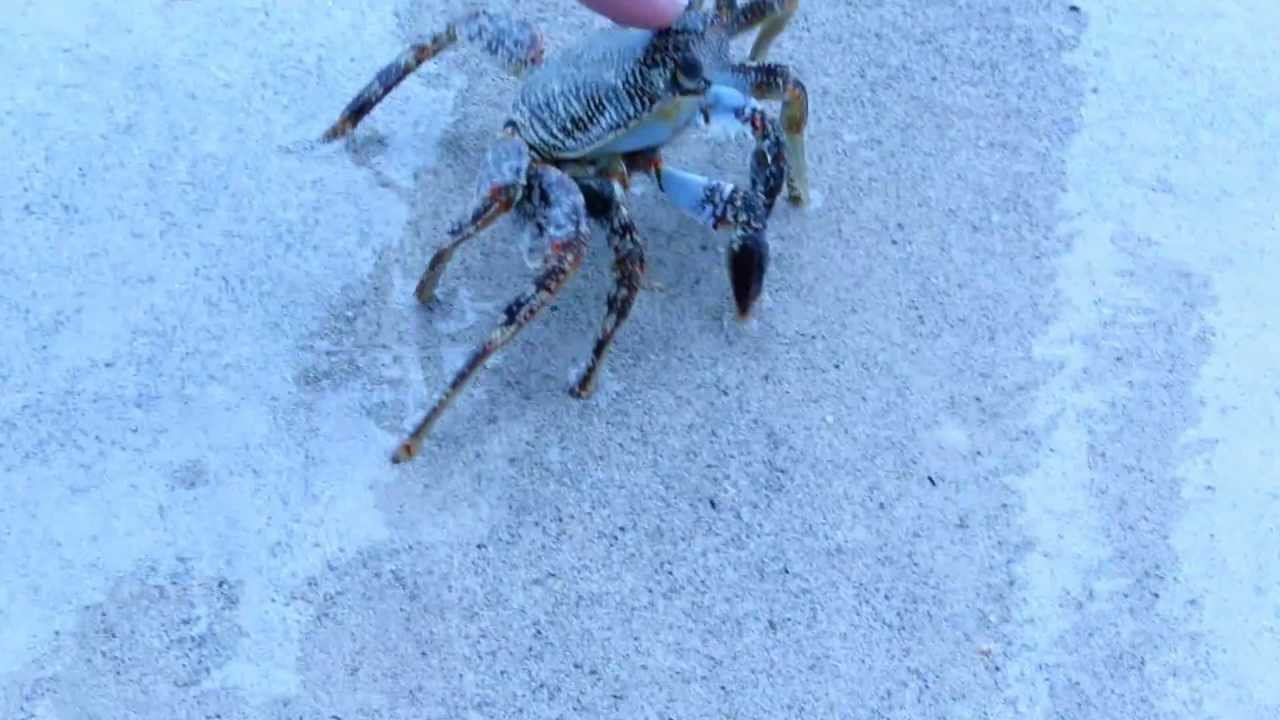 Храбрый солдатик! (Brave Soldier!)