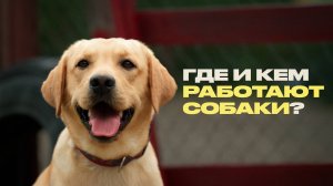 Собака-пастух, спасатель и поводырь – как они работают наравне с людьми?