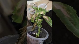 Мучнистый червец на колеусах. Как он выглядит? Врага нужно знать в лицо