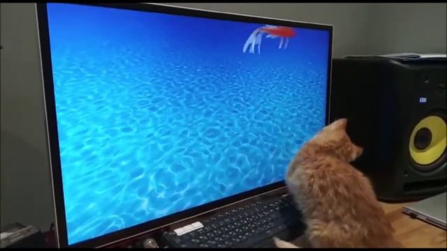 Рыжий котенок ловит рыбу на мониторе смотреть онлайн