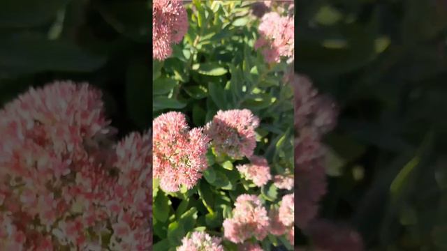 Как летний день сегодня в Херсонской области... смотреть онлайн