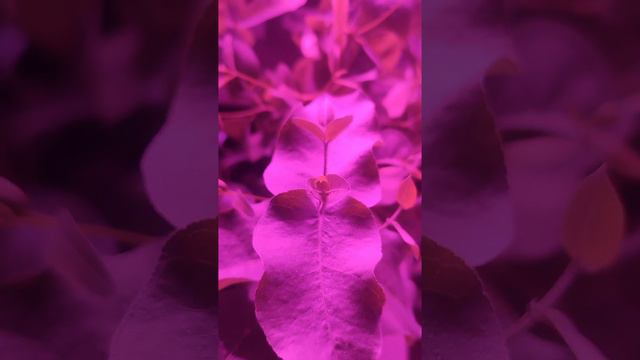 Эвкалипты ночью #комнатныецветы #plants #растения #эвкалиптыдома #эвкалипт #цветы #cat смотреть онлайн