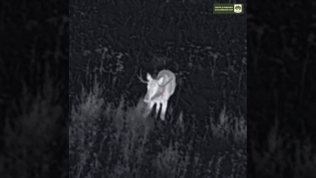 Лось на овсяном поле. +18 смотреть онлайн