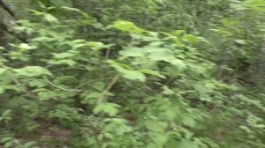 ЗМЕИ! КЛЕЩИ! Забрался в ЗАРОСЛИ ПО ГРИБЫ! Редкие ЛЕСНЫЕ ГРИБЫ!