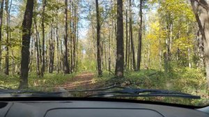 В лес за опятами // вкусный перекус в лесу //