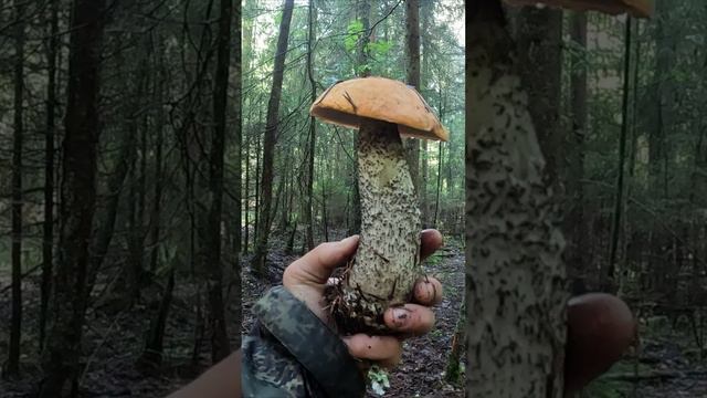 ДВА СУПЕР ГРИБА! ГРАНДИОЗНЫЙ ПОДОСИНОВИК И ЕГО ДРУГ ИДЕАЛЫШ смотреть онлайн