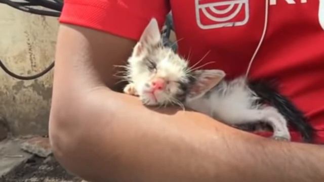 A man found a kitten that needed help and a TERRIBLE thing happened! смотреть онлайн