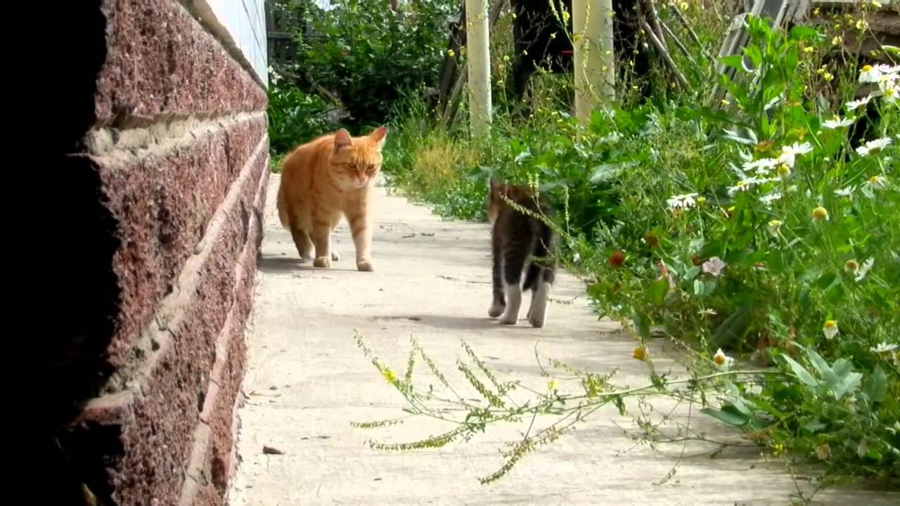 Siberian Cats Ludvig And Rych  Рычард нападает на Людвига :-))) Сat + Kitten