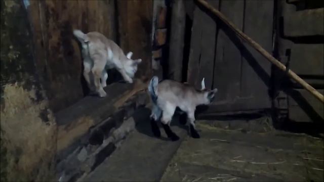 Козлята играют в царь горы. Козлятам 6 дней смотреть онлайн