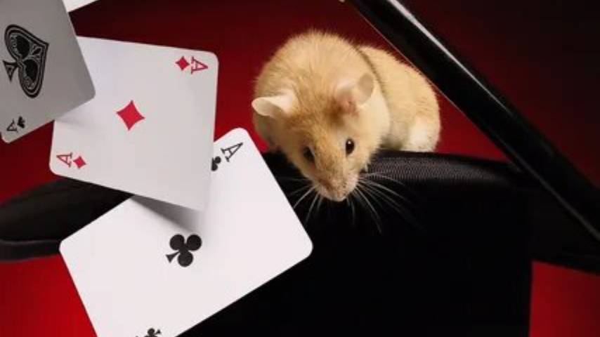 Хапаем карточки на нахапанные алмазы. Hamster Kombat. Хомяк. Hamster Combat. смотреть онлайн