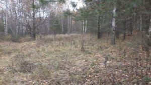 ГРИБЫ НОЯБРЯ! Хожу брожу КОРЗИНУ НАХОЖУ!