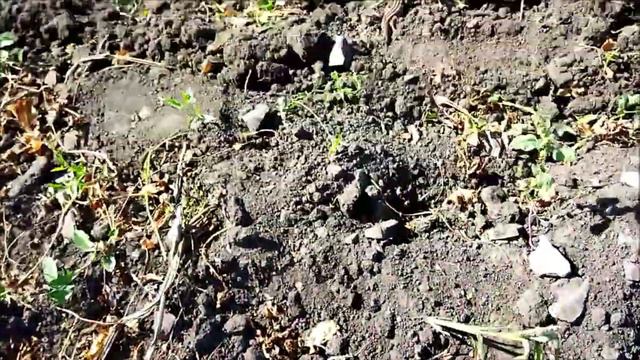 Серая ящерица. Прикольная ящерица смотреть онлайн