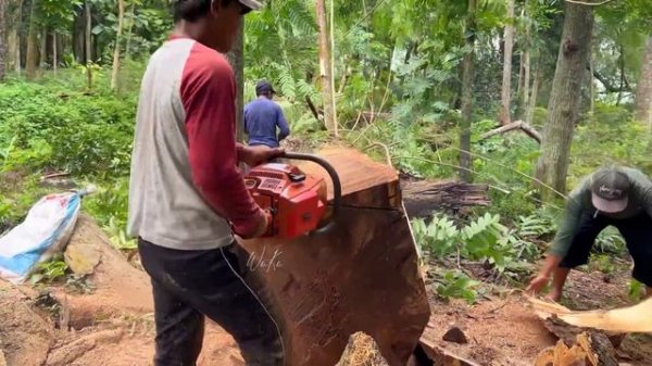The wind broke some of these trees!! Cut down a super old trembesi tree.
