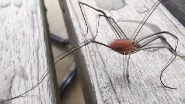 Daddy Long Legs with Hunter L4D2 sound смотреть онлайн