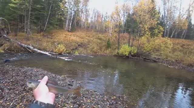 Осенняя Рыбалка на Хариуса/ Хариус Катиться с Листом/ Яма КИШИТ Хариусом/ Не успеваем Тягать!!! смотреть онлайн