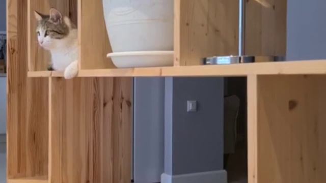 Коты играют. Прикольные коты смотреть онлайн