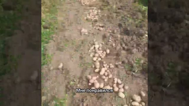 Огород в деревне ,своя картошка. смотреть онлайн