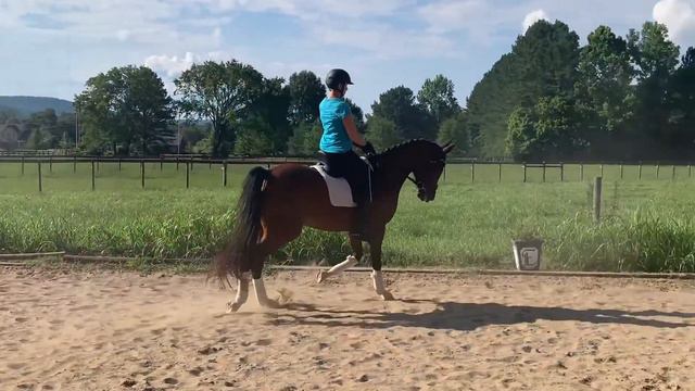Destiny trot & canter смотреть онлайн