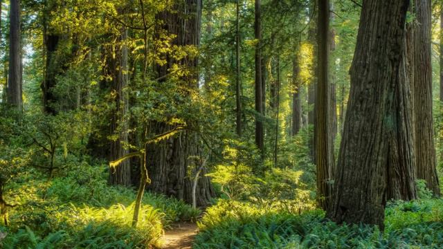 CALIFORNIA SASQUATCH ENCOUNTER | IT WAS NEXT TO A SHED IN THE MOUNTAINS смотреть онлайн