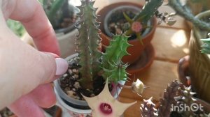 коллекция ластовневых🐍