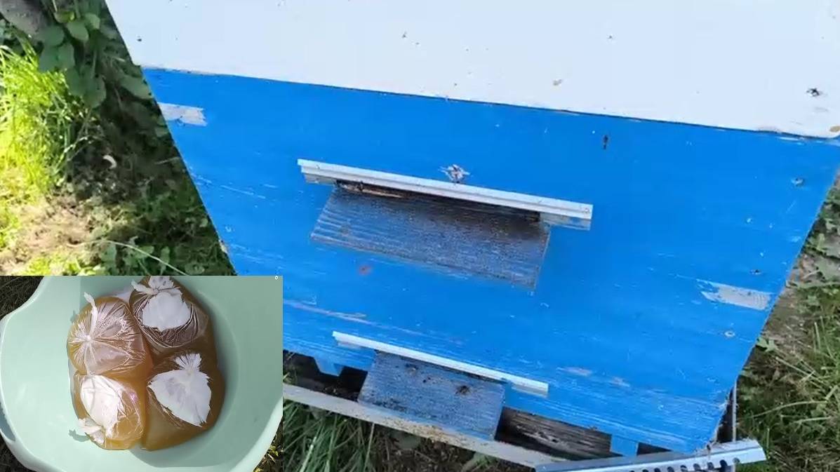 Подкормка пчел на зиму из пакетов медовой сытой #зимняя_подкормка_пчел #будни_начинающего_пчеловода смотреть онлайн