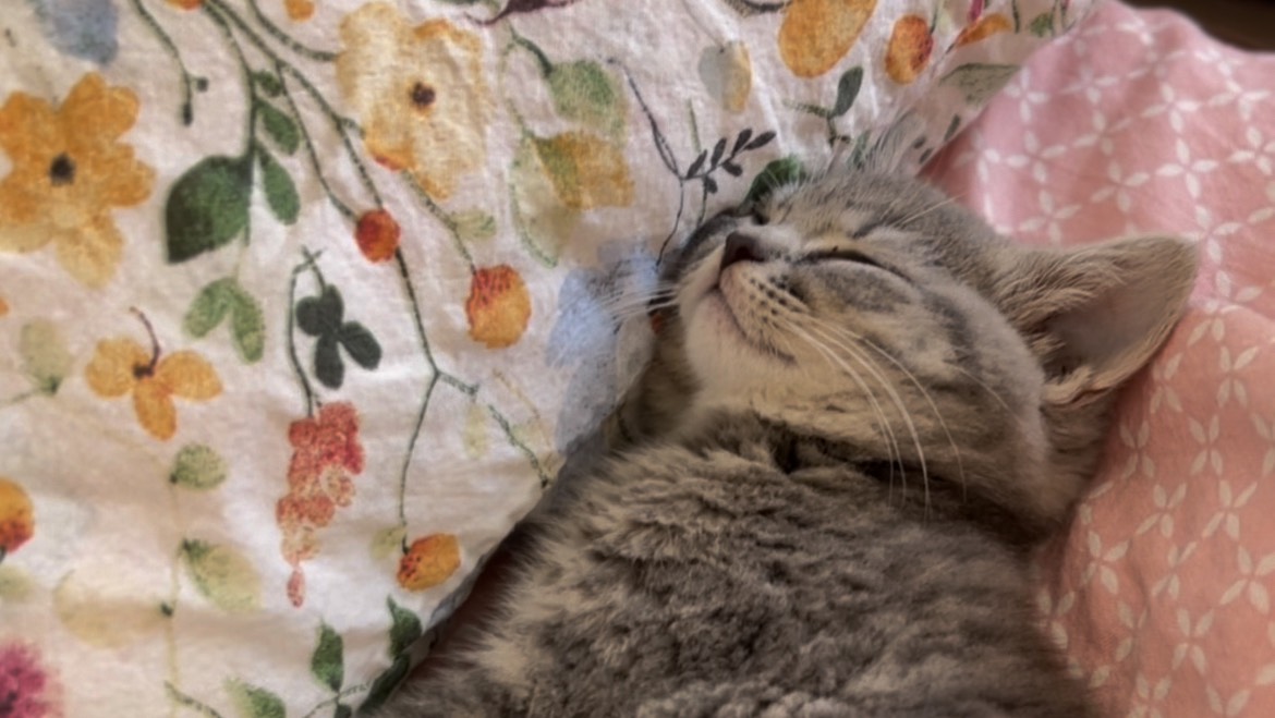 Моя помощница 😄, без неё бы не справилась!