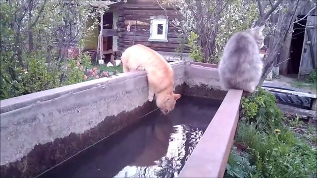 Рыжий кот пьет воду из корыта в огороде смотреть онлайн
