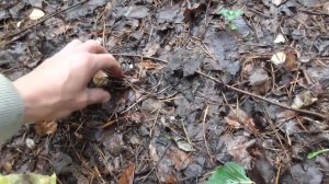 Вот так ГРИБОВ в НОВОМ МЕСТЕ! Как в магазин сходили.