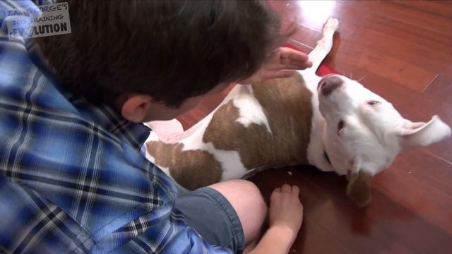 How to Teach Your Dog to Roll Over and "Play Dead" FAST! смотреть онлайн