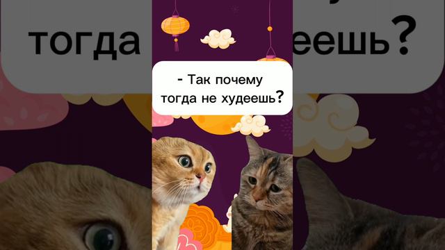 Котики в тренде. Смешные котики. #юмор #смешныеистории #мемы смотреть онлайн