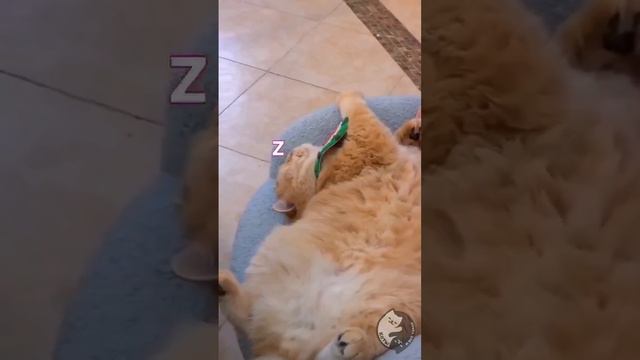 типичные котики🐱 смотреть онлайн