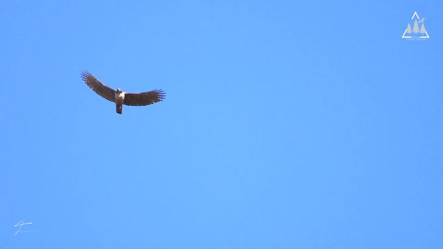 クマタカ 熊鷹 Kumataka:森の空の王者 King Of The Forest Sky:The Mountain Hawk Eagle смотреть онлайн
