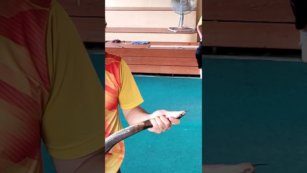 Опасная Змея исполняет желания. Таиланд 2024 за 50 тысяч рублей с перелетом.Пхукет. @tutsi-dieti смотреть онлайн