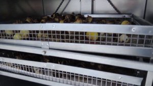 Вывод в инкубаторе Гарант 176