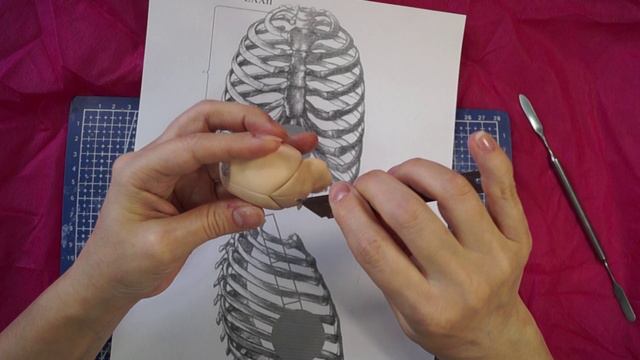 Как лепить грудную клетку смотреть онлайн