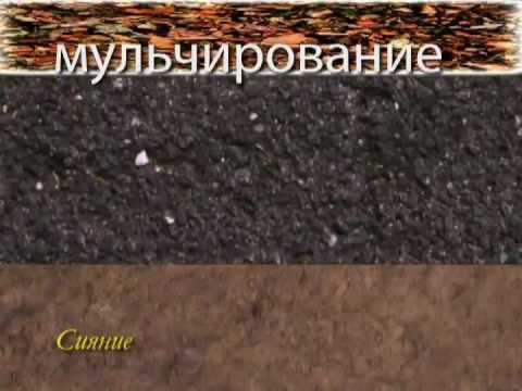 6_Сидераты и мульчирование смотреть онлайн
