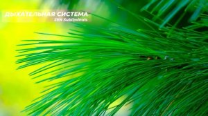 Дыхательная система. НОВЫЙ саблиминал. Полное исцеление всех органов дыхательной системы. (1)