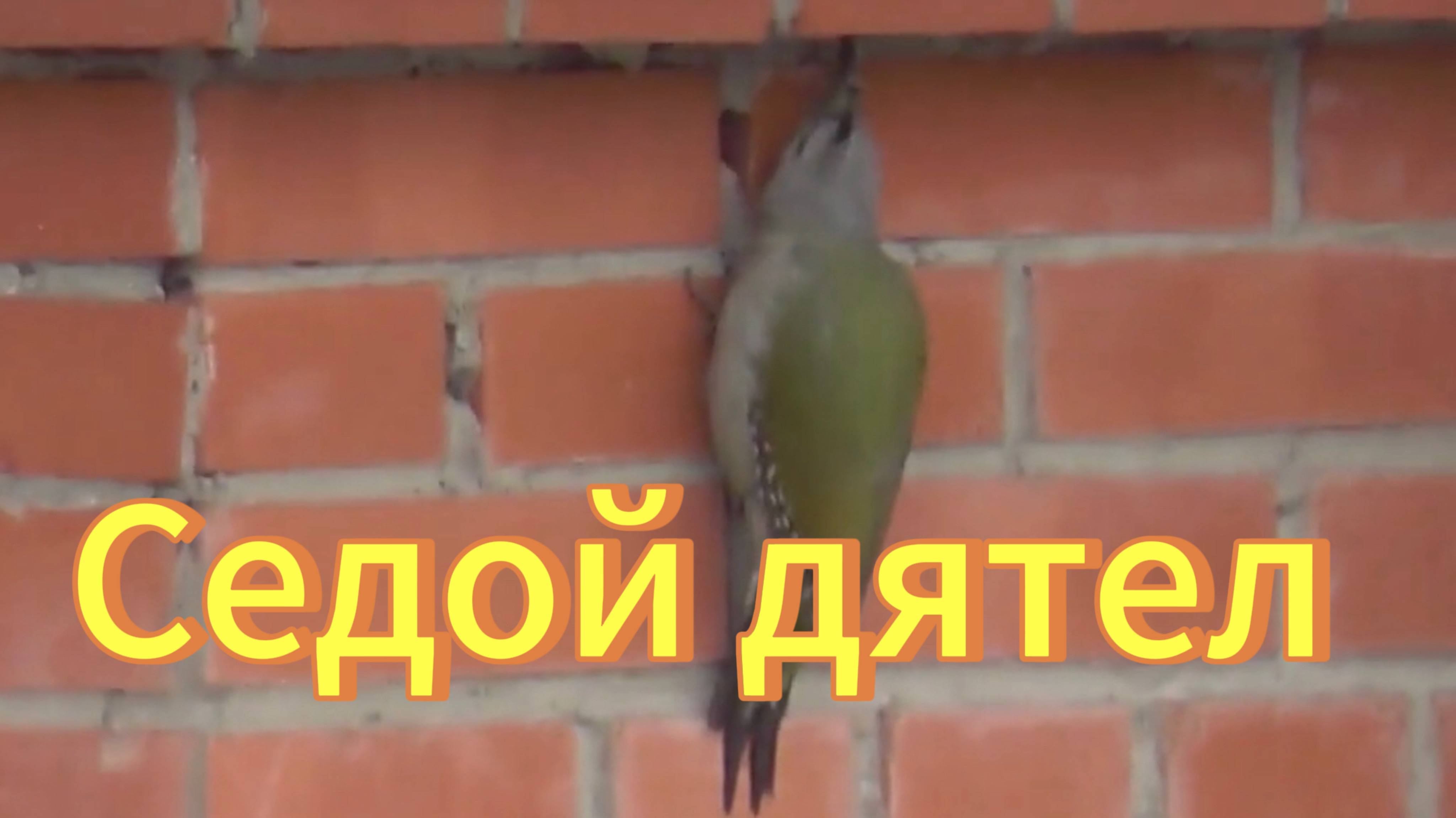 Седой дятел на стене дома. Голос седого дятла. Птицы Новосибирской области.. Новосибирск. смотреть онлайн