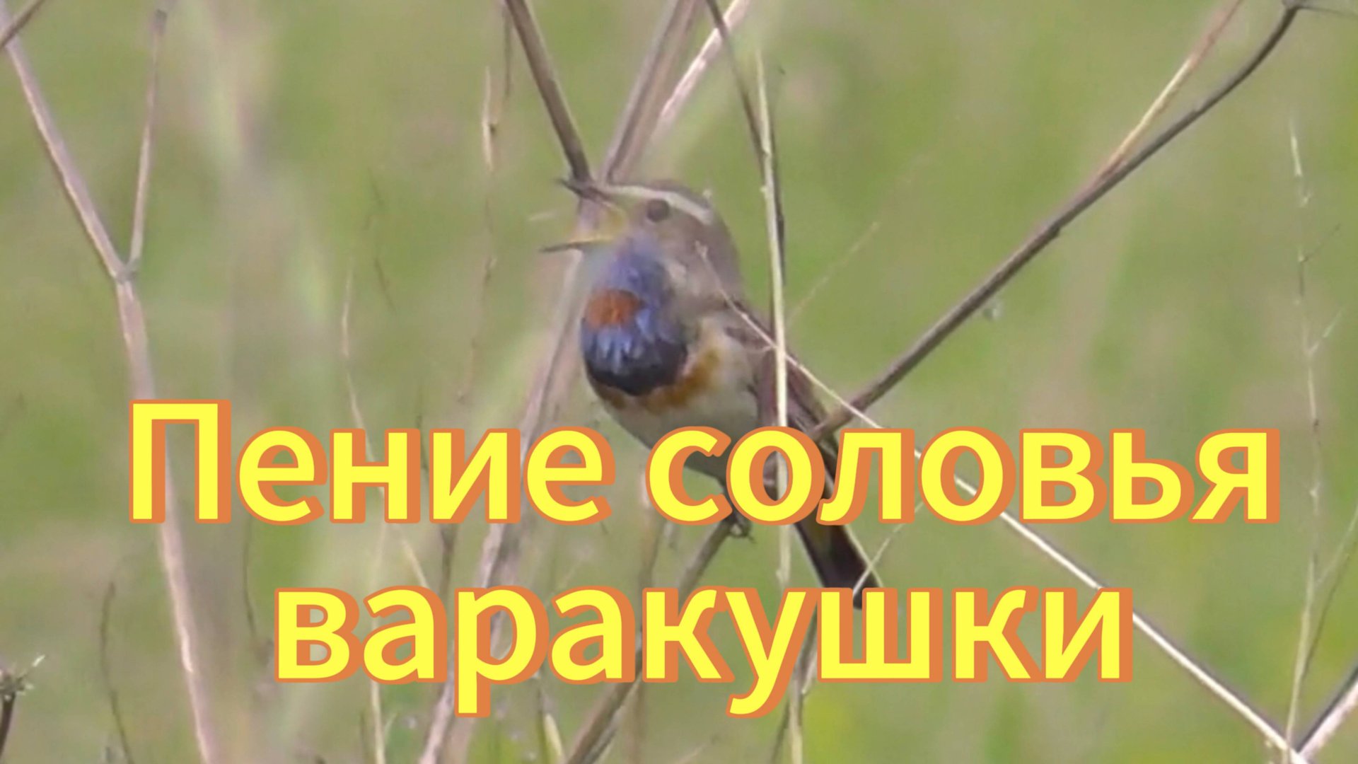 Варакушка. Пение соловья варакушки. Птицы Новосибирской области. Природа. смотреть онлайн