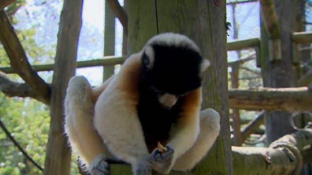 B1_U3_Animal Communication_Great Learners